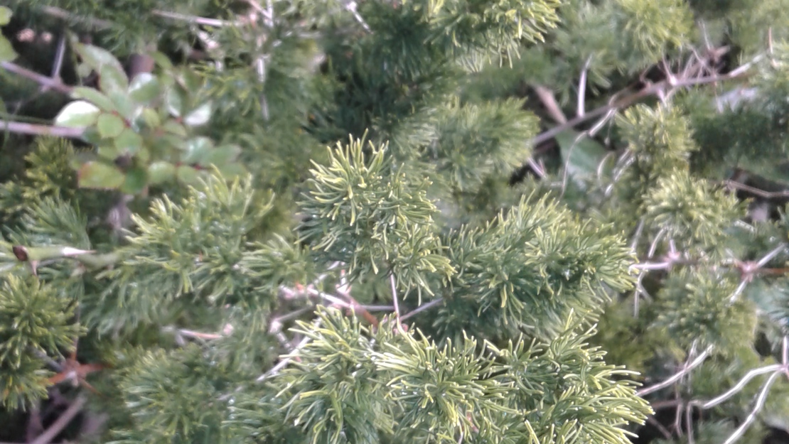 Asparagus species forming a thick mat.