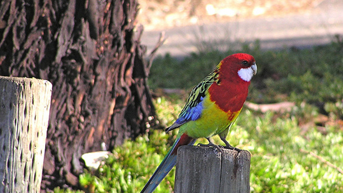 A brightly coloured eastern rosella perched on a post.
