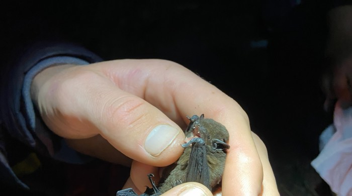Close up of a pekepeka long-tailed bat being gently held by trained bat handlers. 