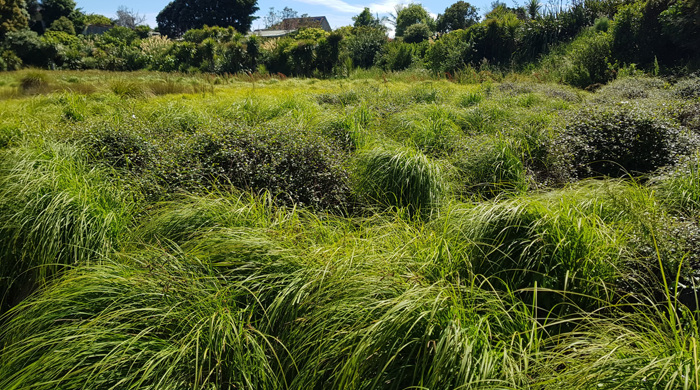 Lush vegetation covering Hochstetter Pond.